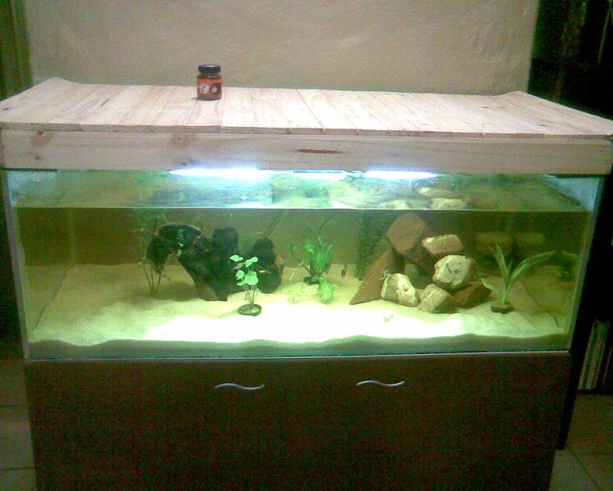 Rated #2161: 70 Gallons Planted Tank - Tank is 1 Month old, Planted waiting for tank to growin