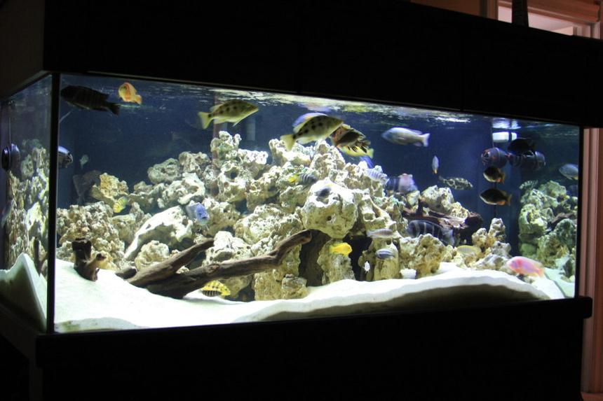 Rated #9: 300 Gallons Freshwater Fish Tank - This has been a long work in progress I raised most of these guys in a 90g and have recently upgraded to this. It took a lot of Time getting the rockwork all to my liking. I will try to keep this updated as I make changes. Thank You for Looking. The tank is 72"x 36"x 27" Tall