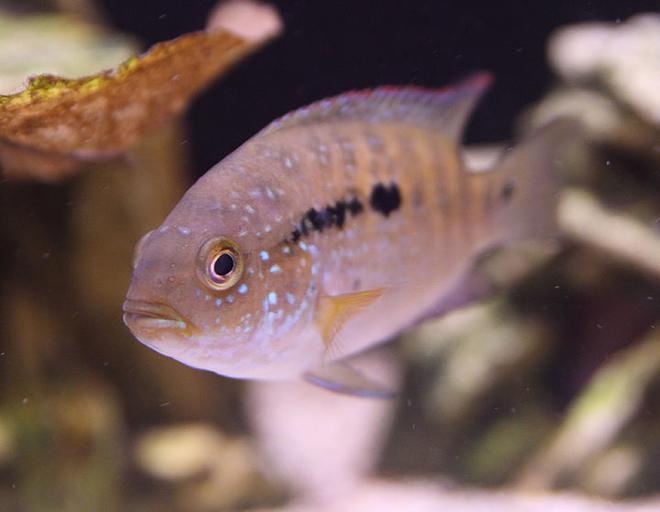 freshwater fish - nandopsis octofasciatum - jack dempsey stocking in 45 gallons tank - Jack Dempsey