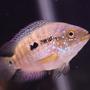 freshwater fish - nandopsis octofasciatum - jack dempsey stocking in 45 gallons tank - Jack Dempsey
