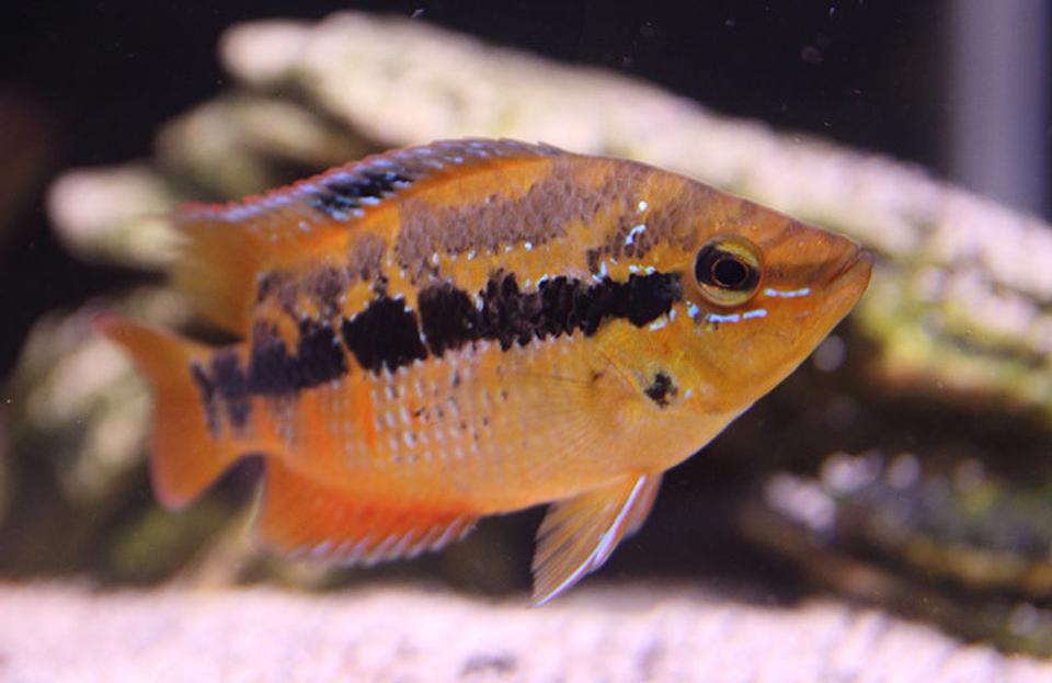freshwater fish - nandopsis salvini - salvini cichlid stocking in 45 gallons tank - Salvini
