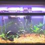 20 gallons planted tank (mostly live plants and fish) - 20 gal tank newly arranged