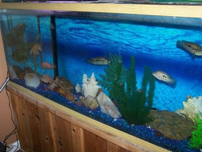 100 gallons freshwater fish tank (mostly fish and non-living decorations) - Fresh water tank with gravel and conk shells. Hanging filter, heater, hiding stones for cichlids, decorative beach stones