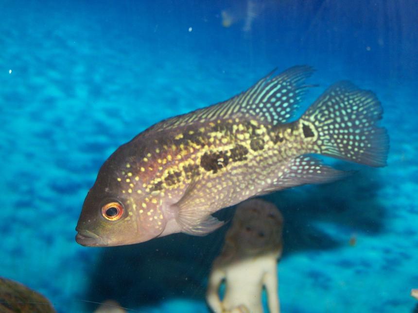 Rated #2118: Freshwater Fish - Cichlasoma Sp. - Flower Horn Cichlid Stocking In 100 Gallons Tank - Young Flower Horn in Fresh water tank with gravel and conk shells. Hanging filter, heater, hiding stones for cichlids, decorative beach stones