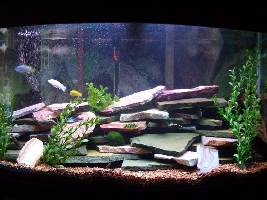 Rated #1418: 46 Gallons Freshwater Fish Tank - My 46 gal bowfront tank