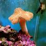 corals inverts - sarcophyton sp. - toadstool mushroom leather coral stocking in 55 gallons tank - toad stool leather