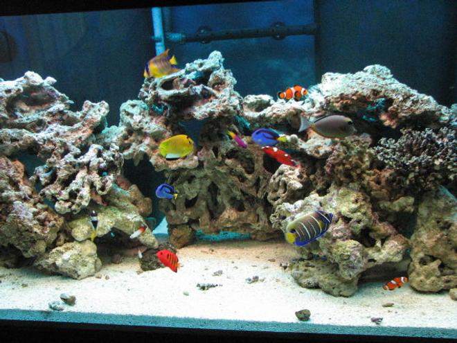 125 gallons saltwater fish tank (mostly fish, little/no live coral) - 125 G with over 100 pounds live rocks.30G sump. ASM G 2 skimmer.with various fishes Queen, Flame, Naso Tang, Blue face, fox face, nemos, dories, box...etc.......