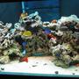 125 gallons saltwater fish tank (mostly fish, little/no live coral) - 125 G with over 100 pounds live rocks.30G sump. ASM G 2 skimmer.with various fishes Queen, Flame, Naso Tang, Blue face, fox face, nemos, dories, box...etc.......
