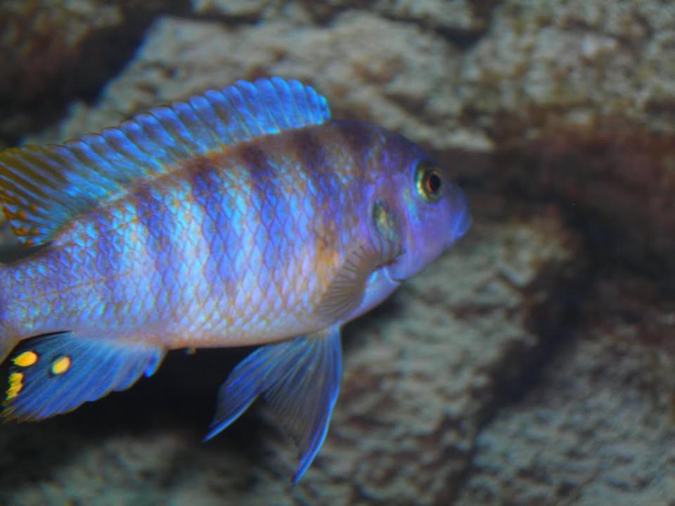 freshwater fish - protomelas ornatus - ornate empress stocking in 55 gallons tank - Unknown African Cichlid. If You Know Breed Please Advise.