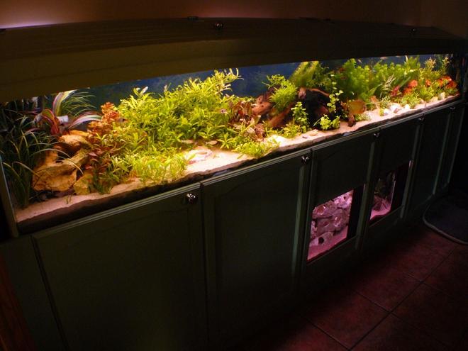 90 gallons freshwater fish tank (mostly fish and non-living decorations) - A different angle shot of the main tank.