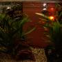 freshwater fish - hasemania nana - silver tip tetra stocking in 57 gallons tank - new tank and fish in dark