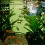 freshwater fish - hasemania nana - silver tip tetra stocking in 57 gallons tank - another new set up fish picture (sorry about the flash in the middle guys)