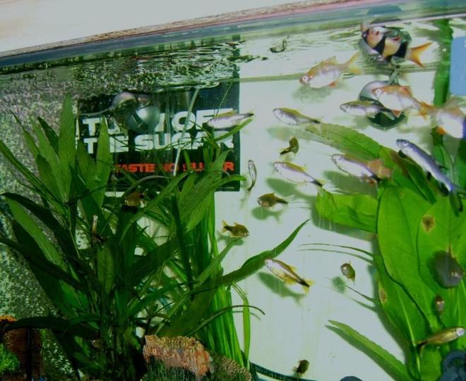 freshwater fish - hasemania nana - silver tip tetra stocking in 57 gallons tank - new tanks set up fish picture, sorry for poor quality will get new pics as soon as i have a better camera to hand
