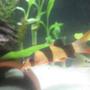 freshwater fish - botia macracantha - clown loach stocking in 85 gallons tank - Baby Loach, always have ICH disease when buying new. Lost 4 6" clowns when introducing a new loach. make sure treat with heat or salt.