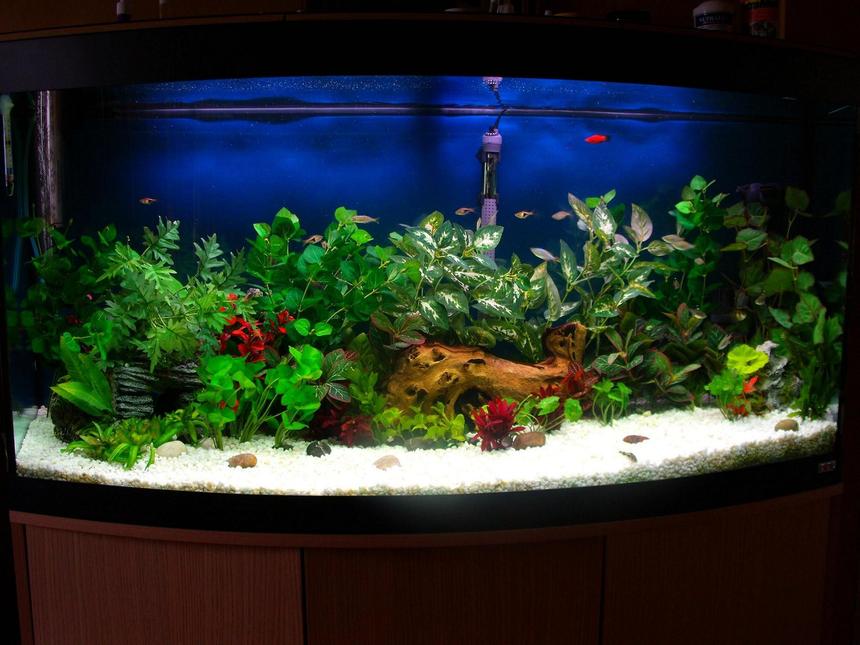 Rated #21: 70 Gallons Freshwater Fish Tank - 70 gallon mixed fish w/driftwood and fake plants