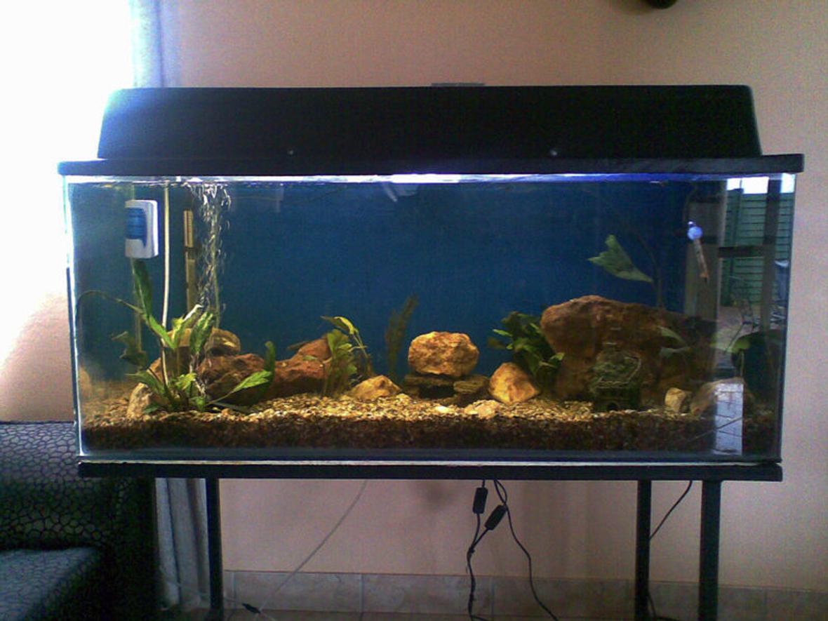 fish tank picture - This is my tank way back in December last year. At the time it just had two internal filters, 2X airstones, the heater you see at the back and what was left of the plants after the malawis had a go at them. Had just taken out the Malawais, and was still thinking of how to scape it, what filters to put and most of all trying to get ready for my oscars! Will put up more pictures of what it looks like now