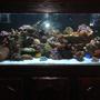 110 gallons reef tank (mostly live coral and fish) - 110 G Mixed Reef Tank