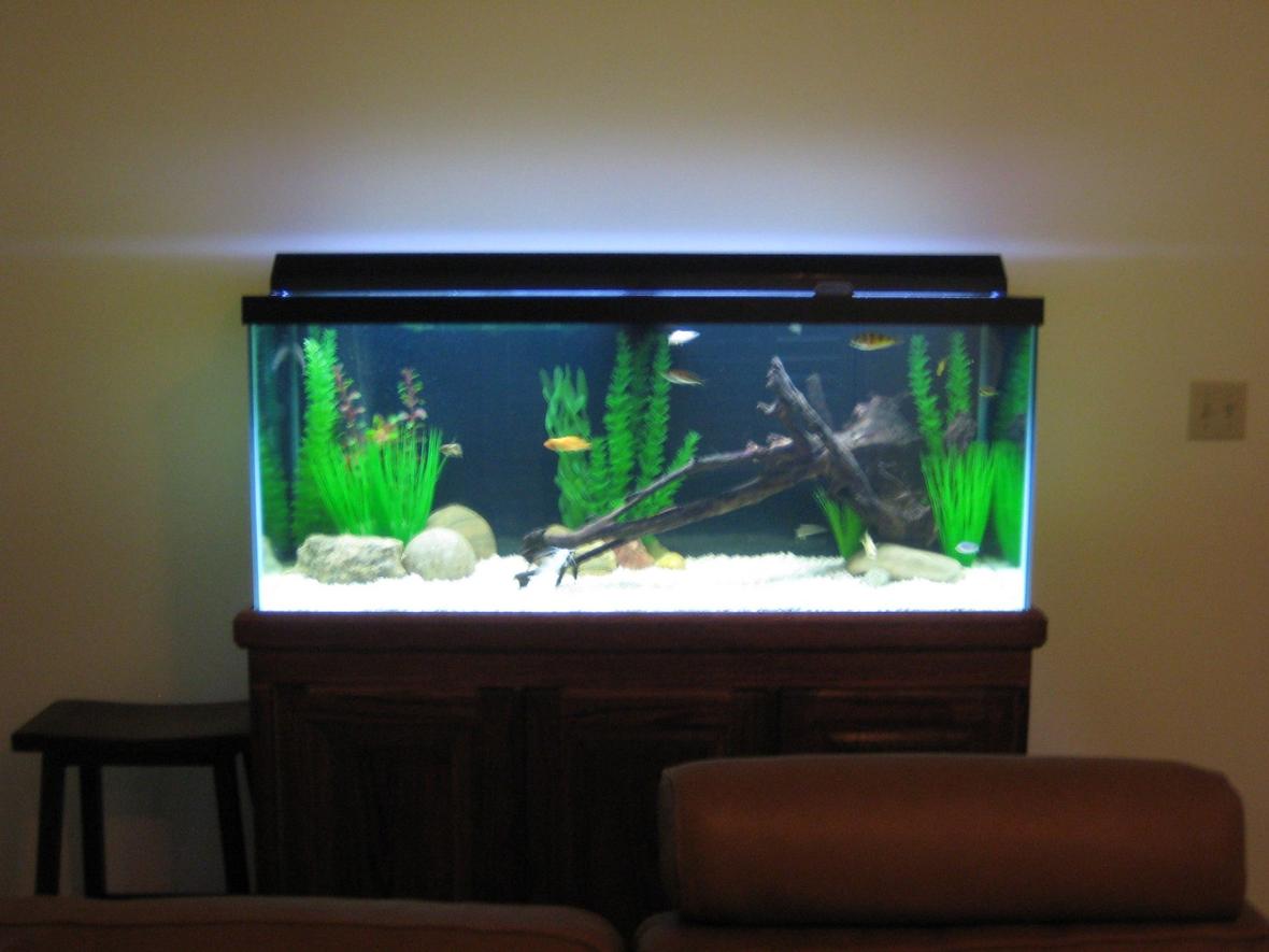 75 gallons freshwater fish tank (mostly fish and non-living decorations) - African Tank
