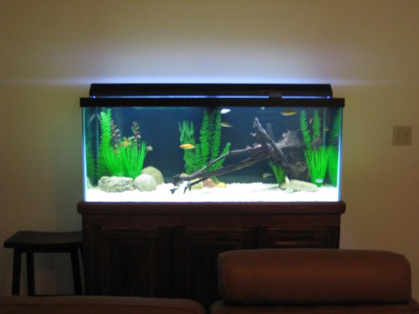 Rated #2454: 75 Gallons Freshwater Fish Tank - African Tank
