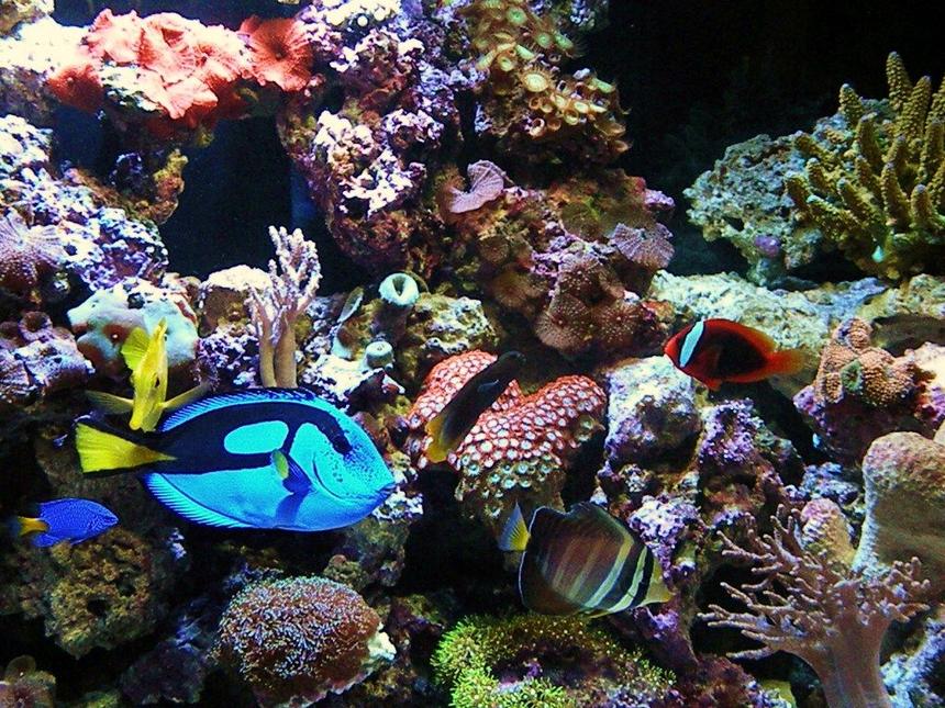 Rated #13: Saltwater Fish - Paracanthurus Hepatus - Blue Tang Stocking In 150 Gallons Tank - Band Of Brothers