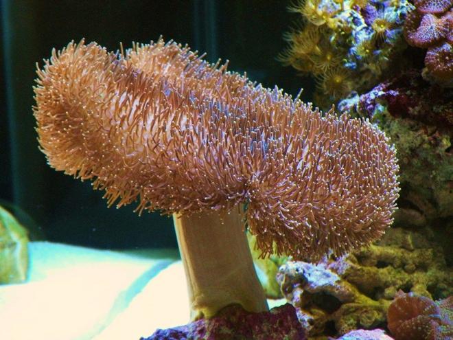 corals inverts - sarcophyton sp. - toadstool mushroom leather coral stocking in 150 gallons tank - The Tree of Life!