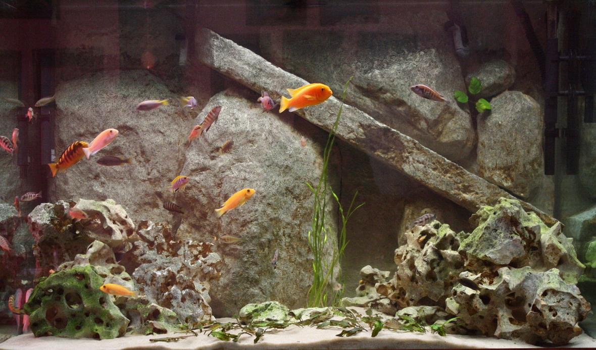 freshwater fish - pseudotropheus estherae - red zebra cichlid stocking in 150 gallons tank - 150 gallon mixed african cichlid tank.