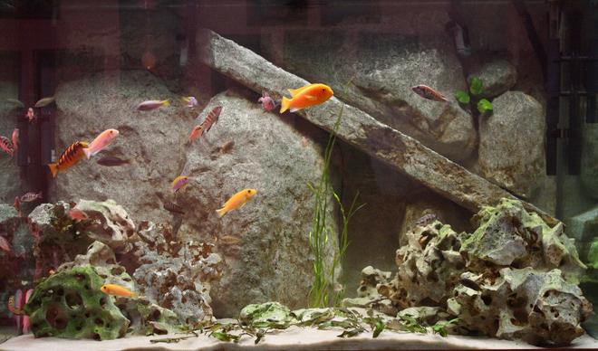 freshwater fish - pseudotropheus estherae - red zebra cichlid stocking in 150 gallons tank - 150 gallon mixed african cichlid tank.