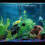 20 gallons planted tank (mostly live plants and fish) - 7 month old 20g as of 7/3/09. Feedback is appreciated. Dwarf Gourami, Zebra Danios, Cherry Barbs, Green Barbs, Gold Mollies, Panda Catfish, Red eye Tetras, and Siamese algae eaters.