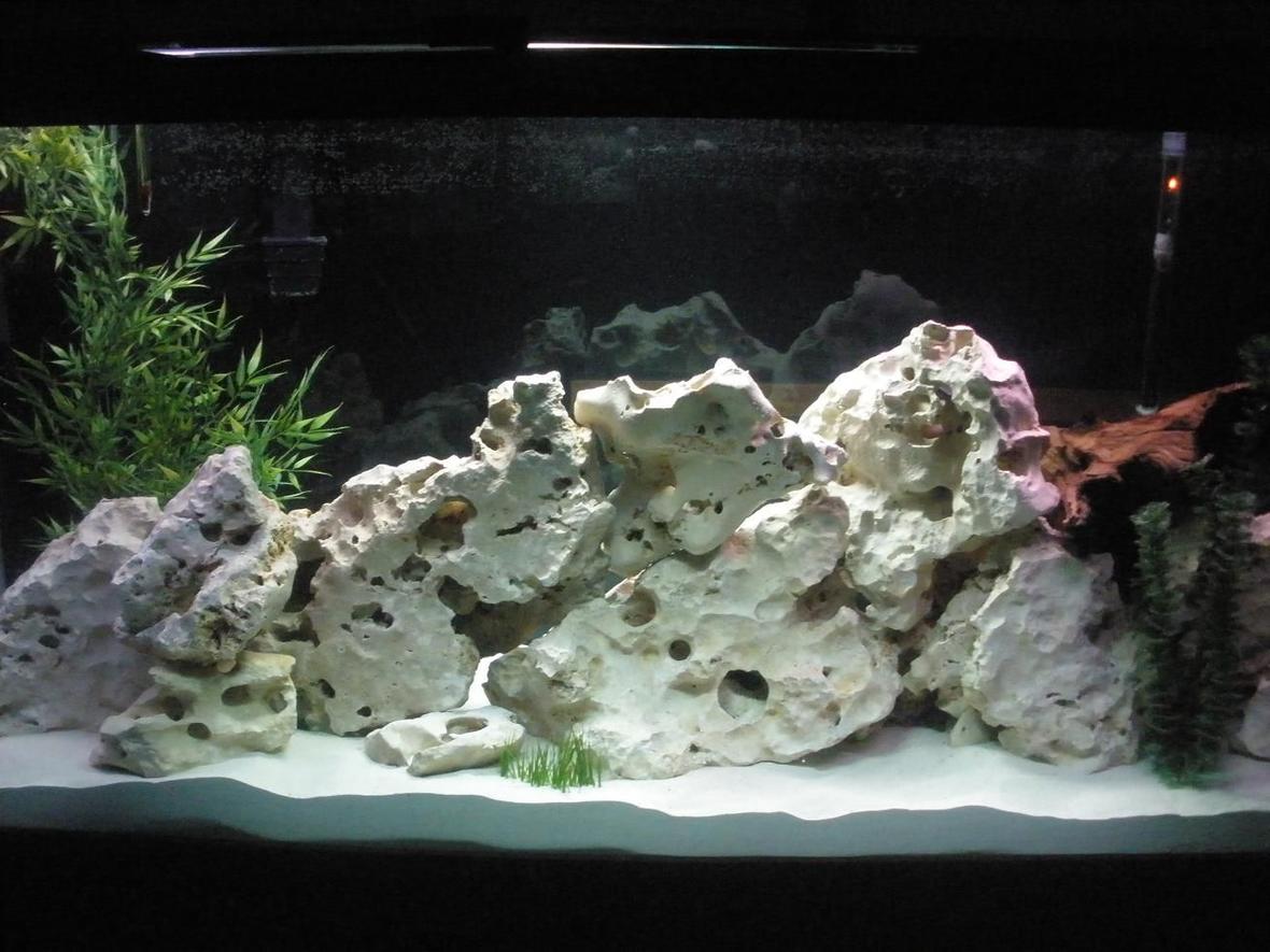 160 gallons freshwater fish tank (mostly fish and non-living decorations) - Our new 160 gallon African tank....
