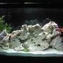 160 gallons freshwater fish tank (mostly fish and non-living decorations) - Our new 160 gallon African tank....