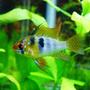 freshwater fish - papiliochromis ramirezi - german blue ram stocking in 60 gallons tank - German Blue Ram