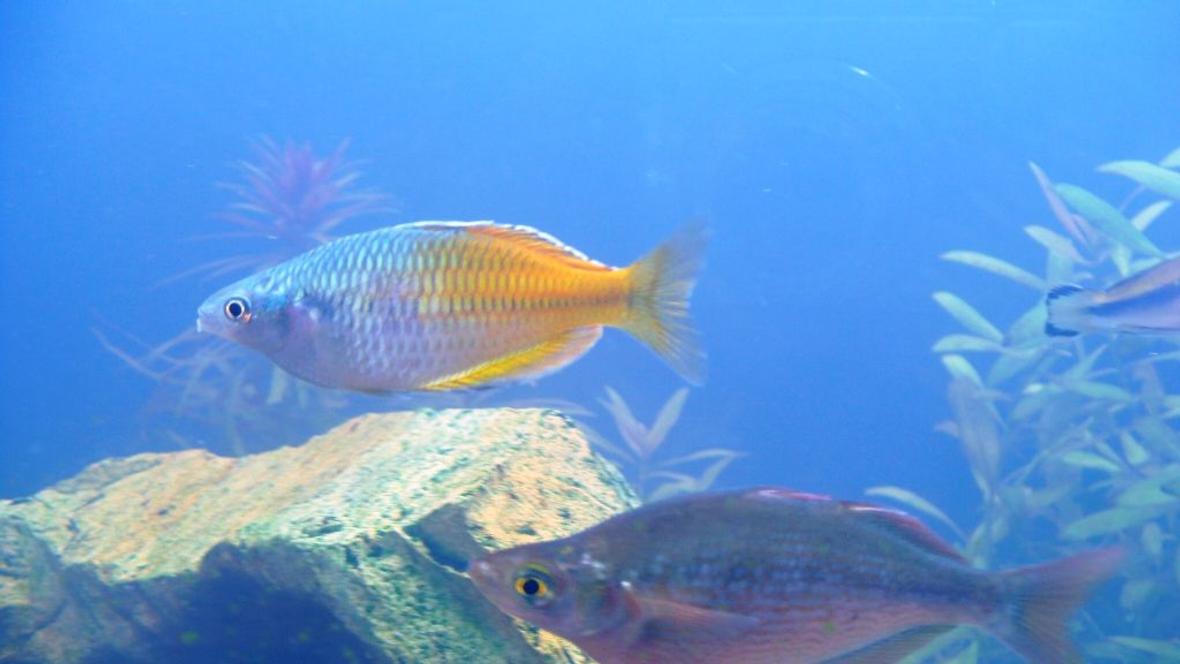 freshwater fish - melanotaenia boesemani - boesemani rainbow stocking in 60 gallons tank - Bosemani Rainbow