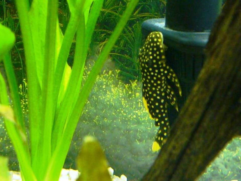freshwater fish - baryancistrus sp. - gold nugget pleco (l-18) stocking in 60 gallons tank - Gold Nugget Pleco