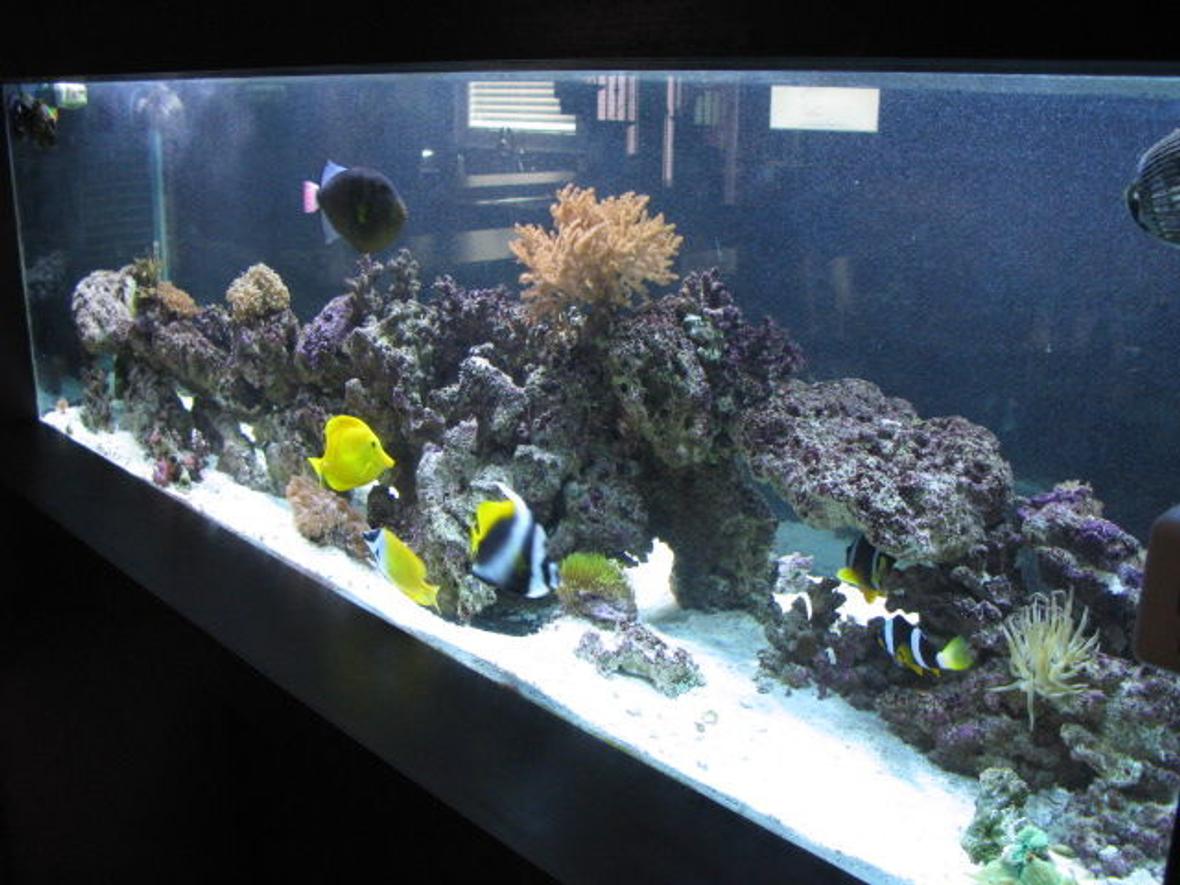 180 gallons saltwater fish tank (mostly fish, little/no live coral) - View Of The Aquarium