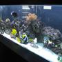 180 gallons saltwater fish tank (mostly fish, little/no live coral) - View Of The Aquarium
