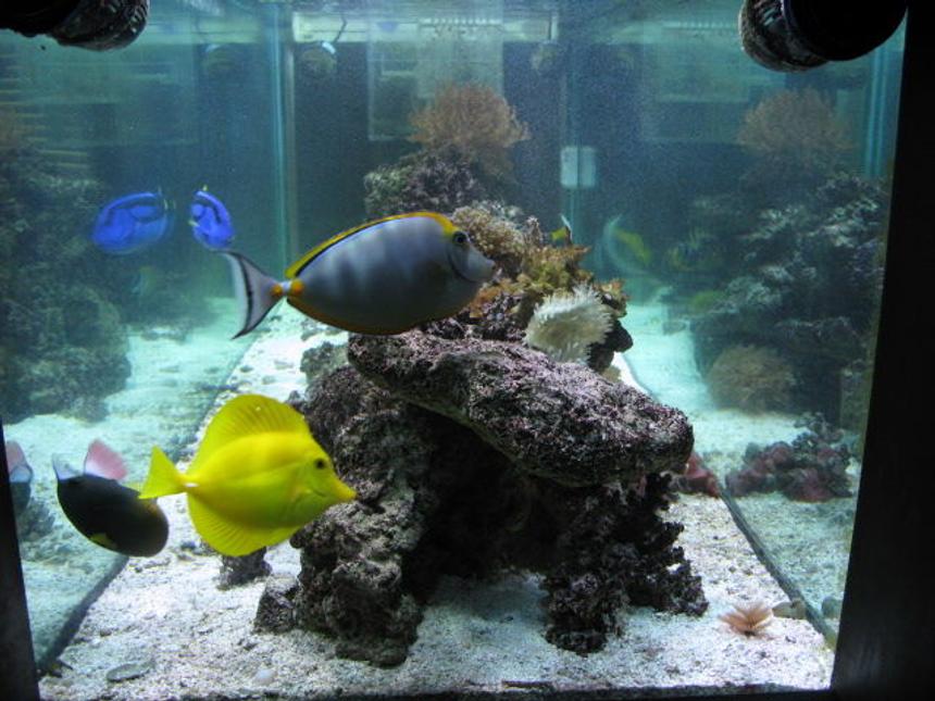 Rated #18: Saltwater Fish - Zebrasoma Flavescens - Yellow Tang - Hawaii Stocking In 180 Gallons Tank - Some of my fish!