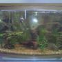 46 gallons freshwater fish tank (mostly fish and non-living decorations) - 46 gallon bowface fresh water aquarium.
