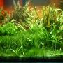 135 gallons planted tank (mostly live plants and fish) - left side