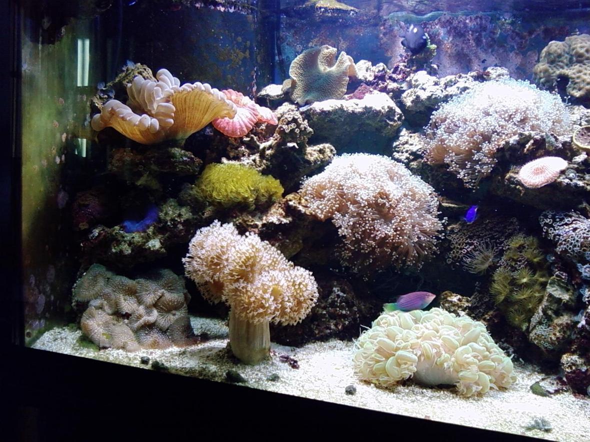 fish tank picture - left side of reef tank