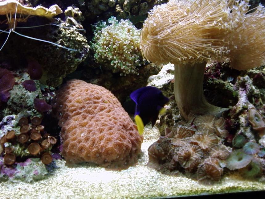 Rated #43: Saltwater Fish - Zebrasoma Xanthurum - Purple Tang Stocking In 75 Gallons Tank - assorted corals and puple tang