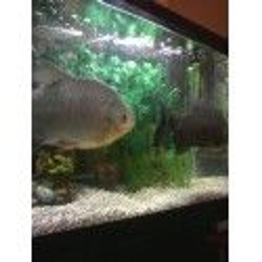 Rated #283: Freshwater Fish - Piaractus Brachypomum - Red Belly Pacu Stocking In 55 Gallons Tank - pacus in 55 gal tank better pictures comming soon