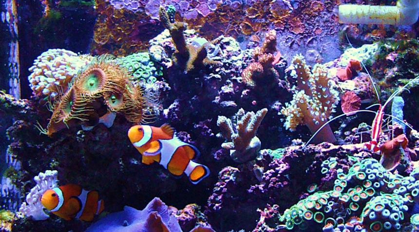 Rated #7: Corals Inverts - Protopalythoa Sp. - Button Polyp Stocking In 14 Gallons Tank - My First Reef Tank ( 10 month old Bio-Cube 14 )