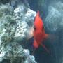 saltwater fish - centropyge loriculus - flame angelfish stocking in 55 gallons tank - Flame Angel