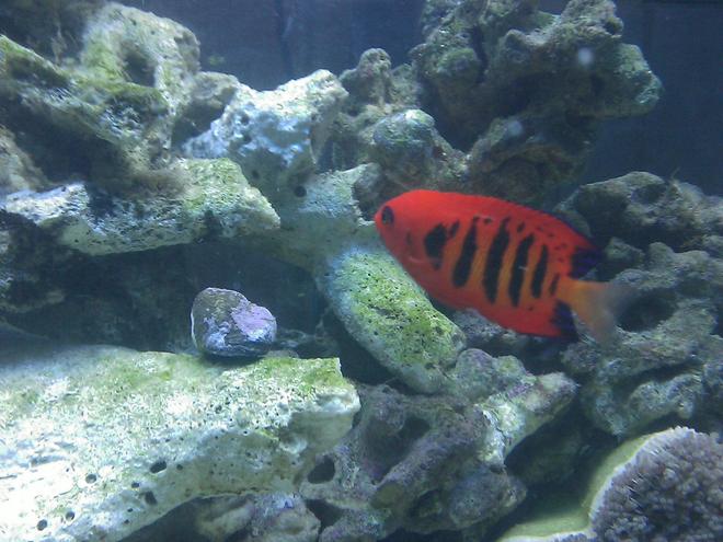 saltwater fish - centropyge loriculus - flame angelfish stocking in 55 gallons tank - Flame Angel