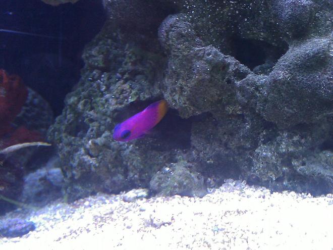 saltwater fish - gramma loreto - royal gramma basslet stocking in 55 gallons tank - Royal Gramma Basslet
"Mike"