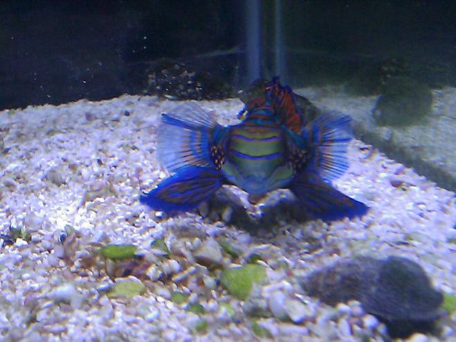 saltwater fish - synchiropus splendidus - green mandarin stocking in 55 gallons tank - Green Mandarin
"Manny"