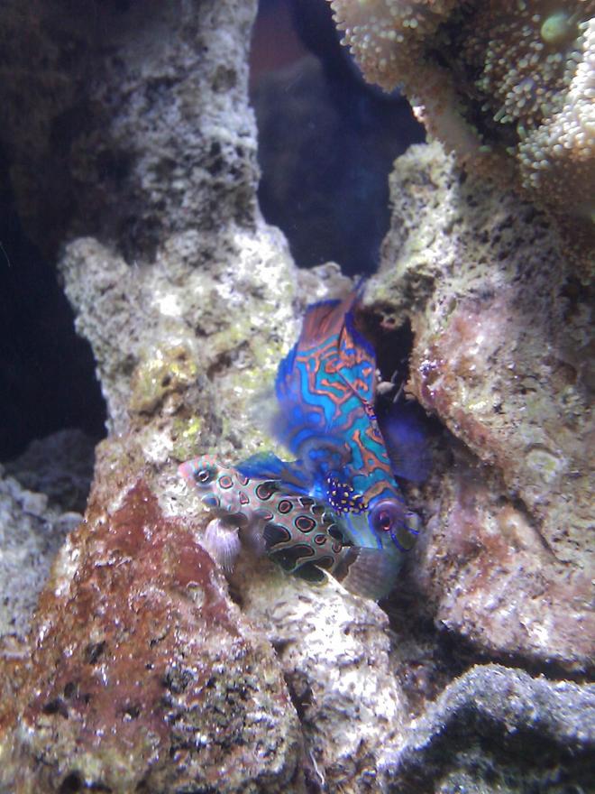 saltwater fish - synchiropus splendidus - green mandarin stocking in 55 gallons tank - Green Mandarin (male) & Spotted Mandaring (female)
"Manny & Fanny"