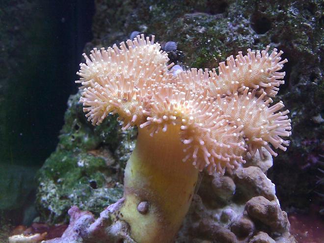 corals inverts - sarcophyton sp. - toadstool mushroom leather coral stocking in 55 gallons tank - Yellow Toadstool