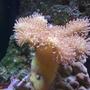 corals inverts - sarcophyton sp. - toadstool mushroom leather coral stocking in 55 gallons tank - Yellow Toadstool