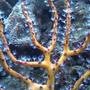 corals inverts - diodogorgia nodulifera - yellow finger gorgonian stocking in 55 gallons tank - Yellow Gorgonia